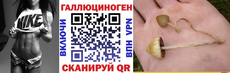 Псилоцибиновые грибы Psilocybine cubensis  Ступино 